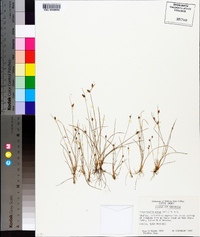 Fimbristylis annua image