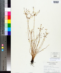 Fimbristylis annua image