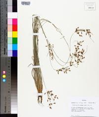 Fimbristylis annua image