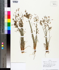 Fimbristylis annua image