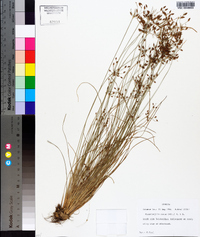 Fimbristylis annua image