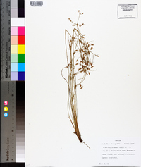 Fimbristylis annua image