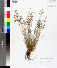 Fimbristylis annua image