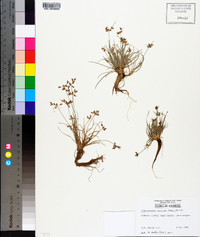 Fimbristylis annua image