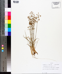 Fimbristylis annua image