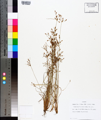 Fimbristylis annua image