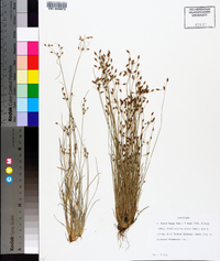 Fimbristylis annua image