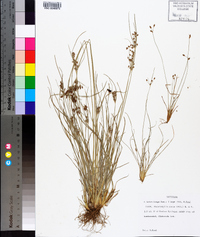 Fimbristylis annua image