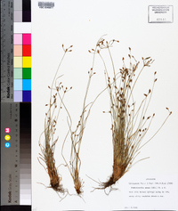 Fimbristylis annua image