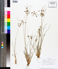 Fimbristylis annua image