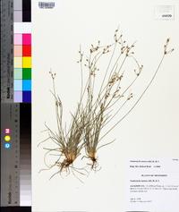 Fimbristylis annua image