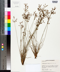 Fimbristylis annua image