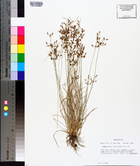 Fimbristylis annua image