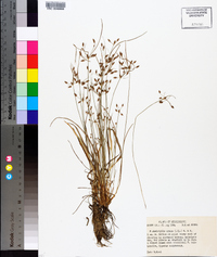 Fimbristylis annua image