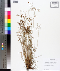 Fimbristylis annua image