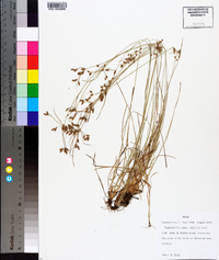 Fimbristylis annua image