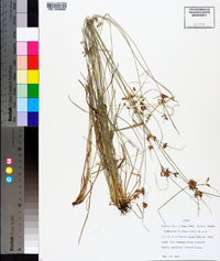 Fimbristylis annua image