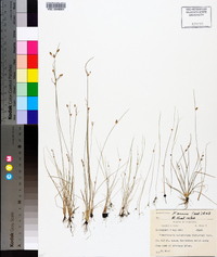 Fimbristylis annua image