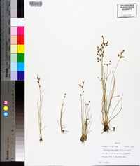 Fimbristylis annua image