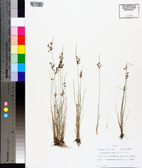 Fimbristylis annua image