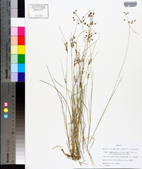 Fimbristylis annua image