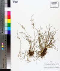 Fimbristylis annua image