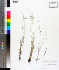 Fimbristylis annua image