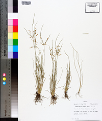 Fimbristylis annua image