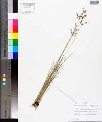 Fimbristylis annua image