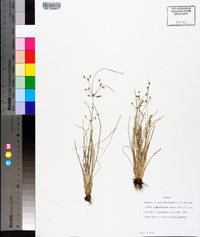 Fimbristylis annua image