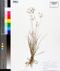 Fimbristylis annua image