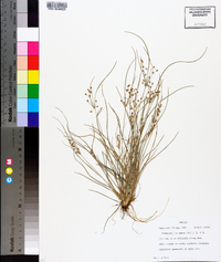 Fimbristylis annua image