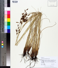 Fimbristylis castanea image