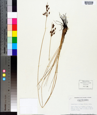 Fimbristylis castanea image