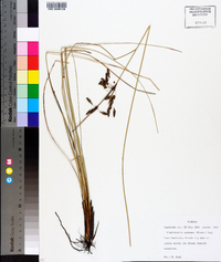 Fimbristylis castanea image