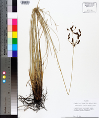 Fimbristylis castanea image