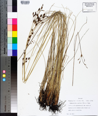 Fimbristylis castanea image