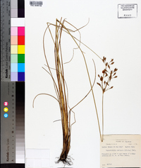 Fimbristylis castanea image