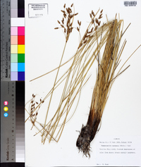 Fimbristylis castanea image