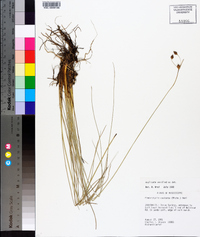 Fimbristylis castanea image