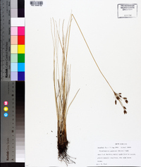 Fimbristylis castanea image