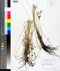 Fimbristylis castanea image