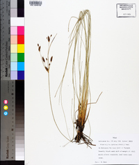 Fimbristylis castanea image