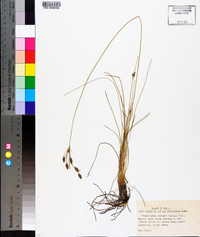 Fimbristylis castanea image