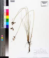 Fimbristylis castanea image