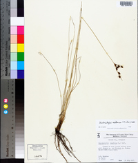 Fimbristylis castanea image