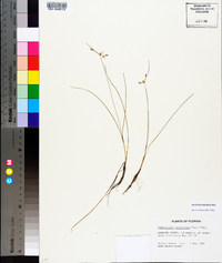 Fimbristylis decipiens image