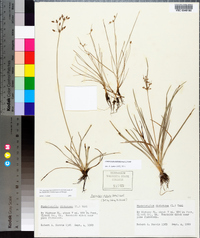 Fimbristylis dichotoma image