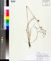 Fimbristylis dichotoma image