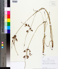 Fimbristylis dichotoma image